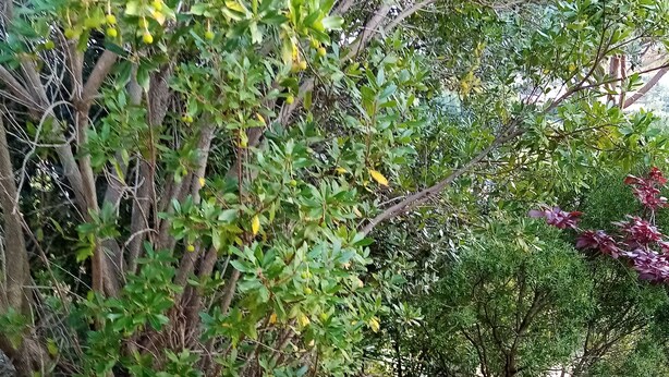 Un chemin de pierres qui traverse un jardin où l’on trouve différentes espèces d’arbres et d’arbustes.