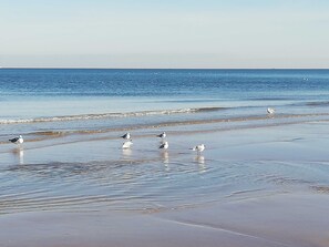 Nära stranden