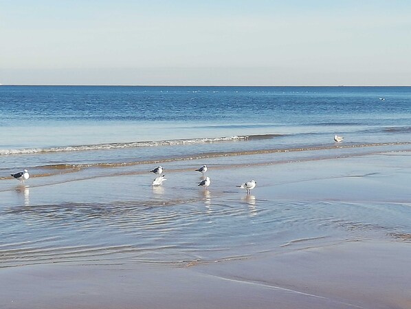 Une plage avec des mouettes sur le rivage.