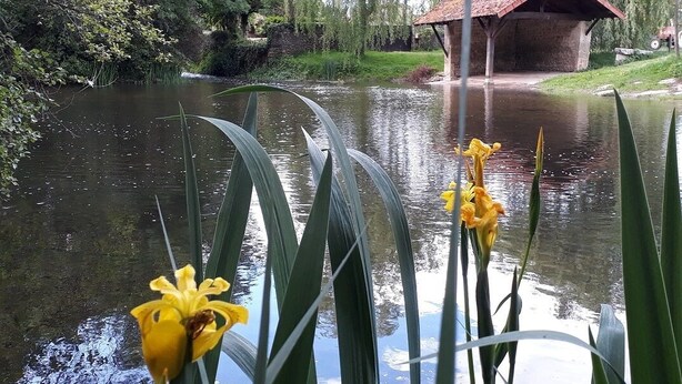 A serene pond with yellow flowers in the foreground, a rustic building with a red roof in the background, and lush greenery surrounding the area. - Peace and quiet on a private island in a bucolic setting. (Barro)