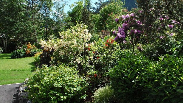 Un exuberante jardín con diversas plantas y árboles florecientes, un camino pavimentado y montañas al fondo.