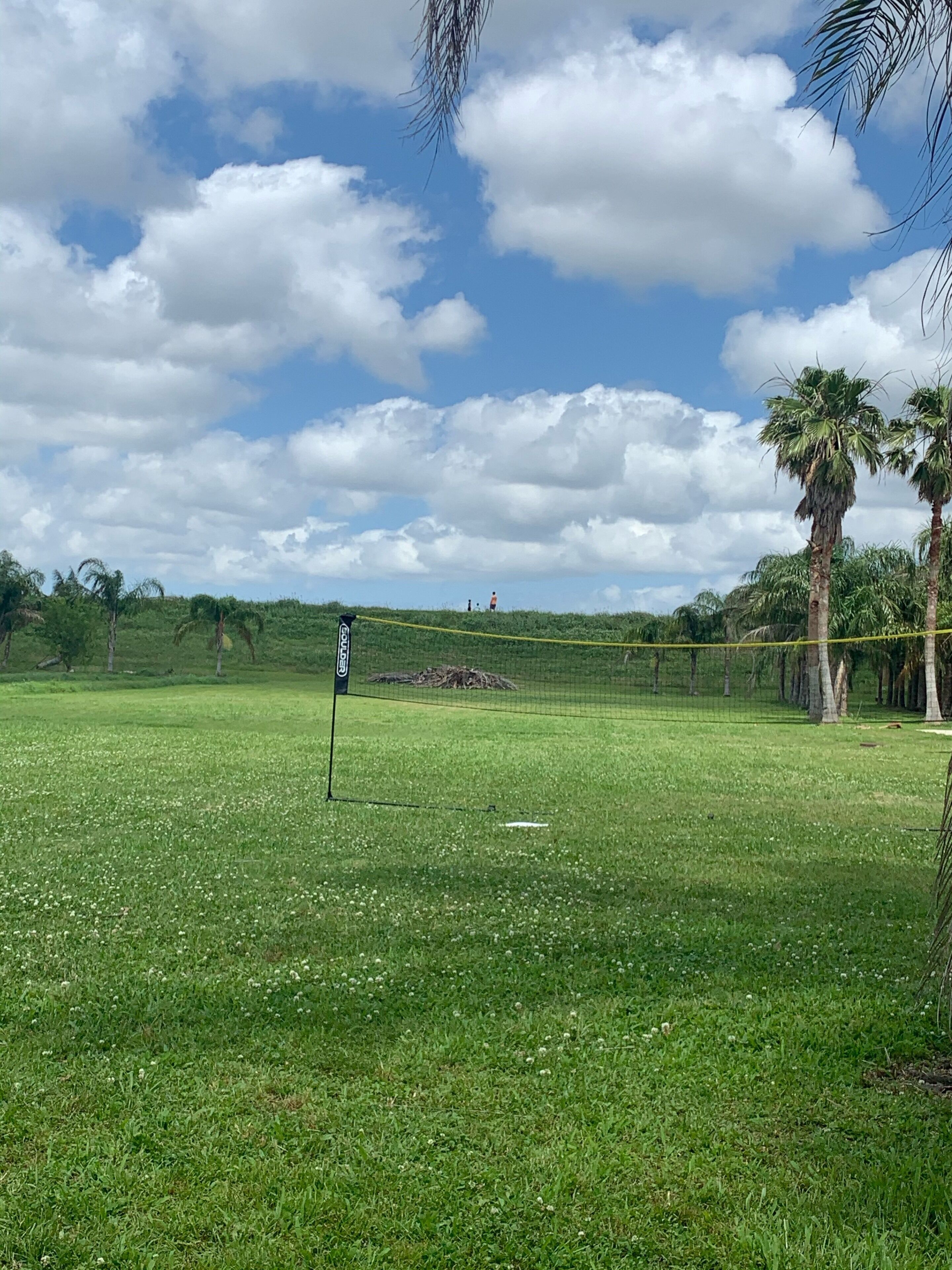 A grassy field with a volleyball net, palm trees, and a clear sky.