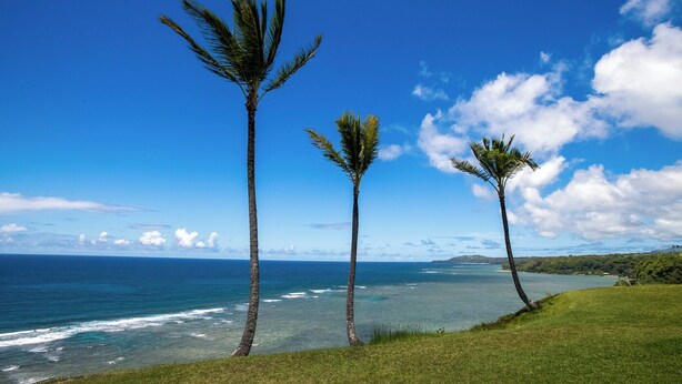 A coastal landscape with three palm trees, clear blue sky, and ocean waves.