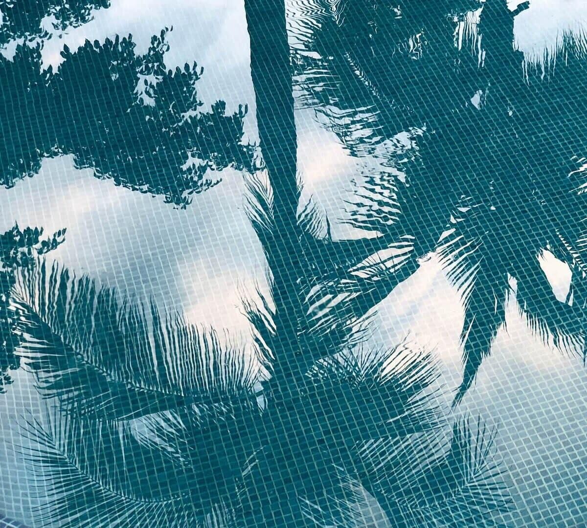 Silueta de una palmera tropical contra el cielo.