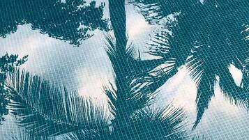 Silueta de una palmera tropical contra el cielo.