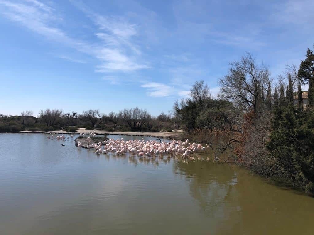 Ein Gewässer mit einer Flamingoflocke.