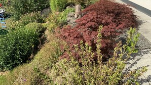 Un jardin résidentiel agrémenté de diverses plantes et une maison avec un toit en tuiles.