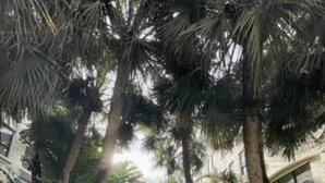 A pathway surrounded by lush greenery and palm trees, leading to a building with large windows. - Pool/Valet/TropicalOceanView 1brwithTerrace (Palm Beach)