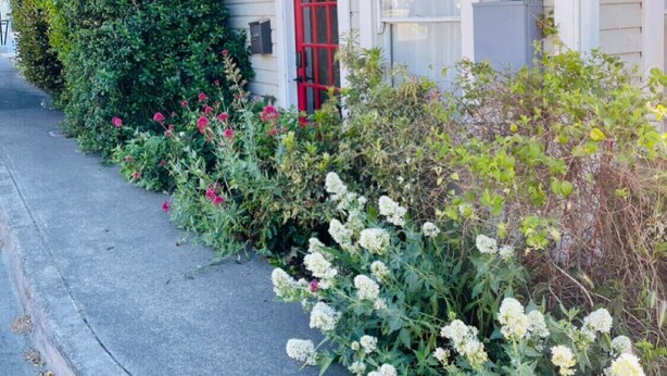 Une maison avec une porte rouge, au numéro 782, entourée d’une végétation luxuriante et de plantes en fleurs.
