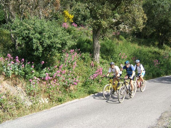 Três ciclistas em uma estrada pavimentada, com vegetação exuberante e flores cor-de-rosa nas laterais.