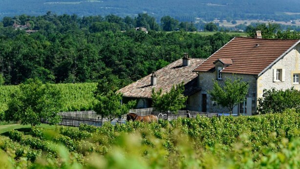 Ein Steinhäuschen mit Ziegeldach, umgeben von üppiger Vegetation und Weinbergen.