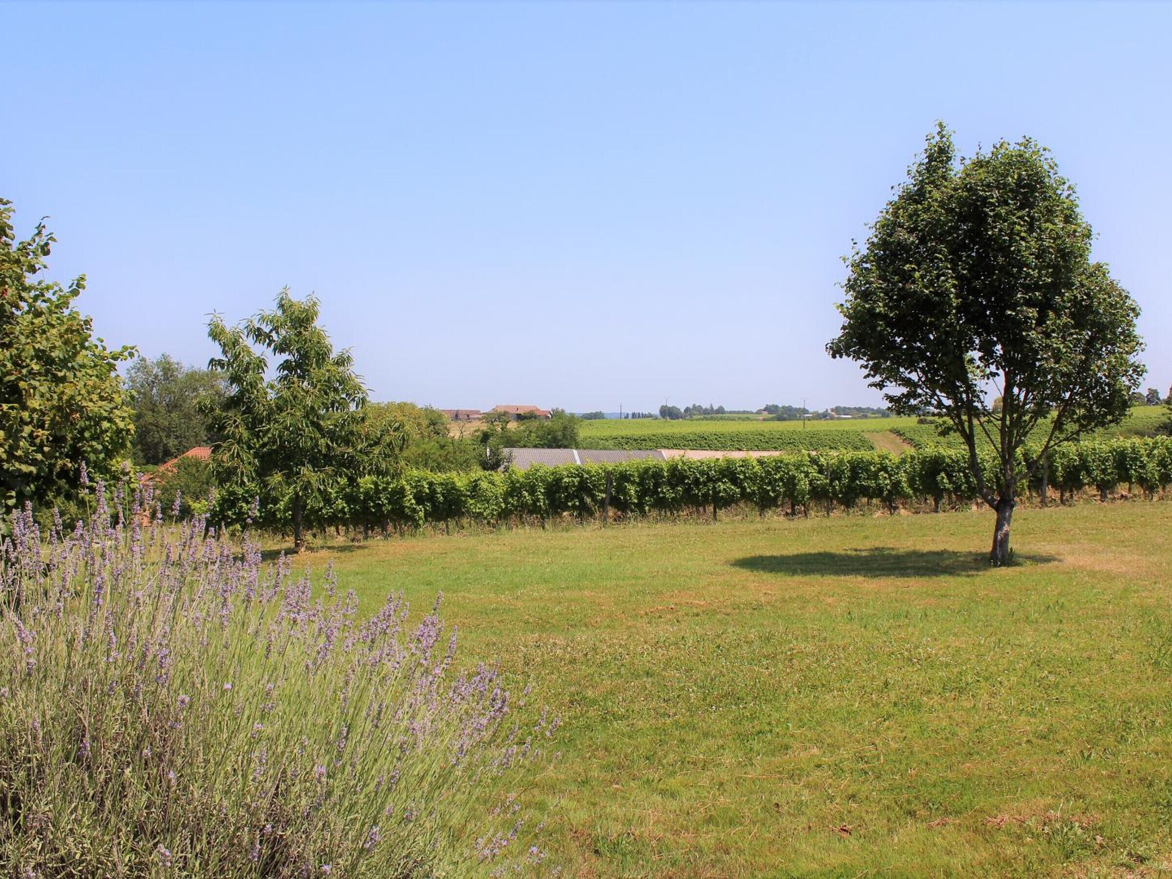 A vineyard with rows of grapevines and a single tree in the foreground.