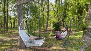 A hammock chair suspended from a tree in a wooded area. - Beautiful 2.5 ha Estate With Forest, Sauna, hot tub (Well)