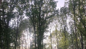 A serene garden with pathways, benches, and lush greenery. - Beautiful 2.5 ha Estate With Forest, Sauna, hot tub (Well)