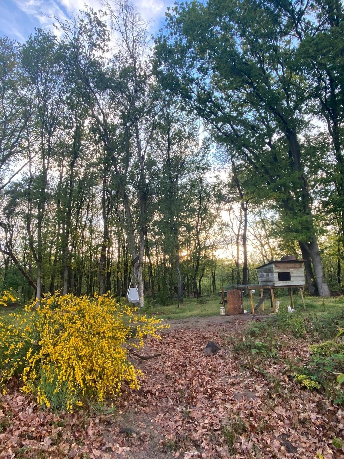 Une zone boisée avec une structure en bois, peut-être un nichoir, et un buisson aux fleurs jaunes.