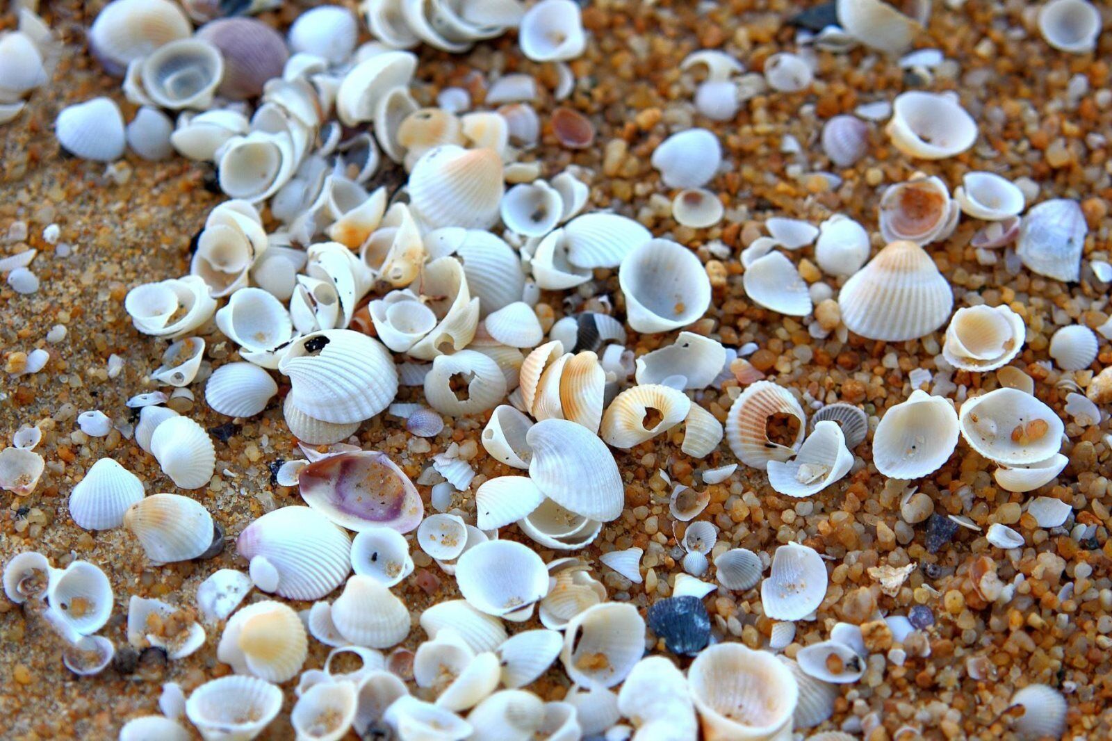 A variety of seashells scattered on a sandy surface.