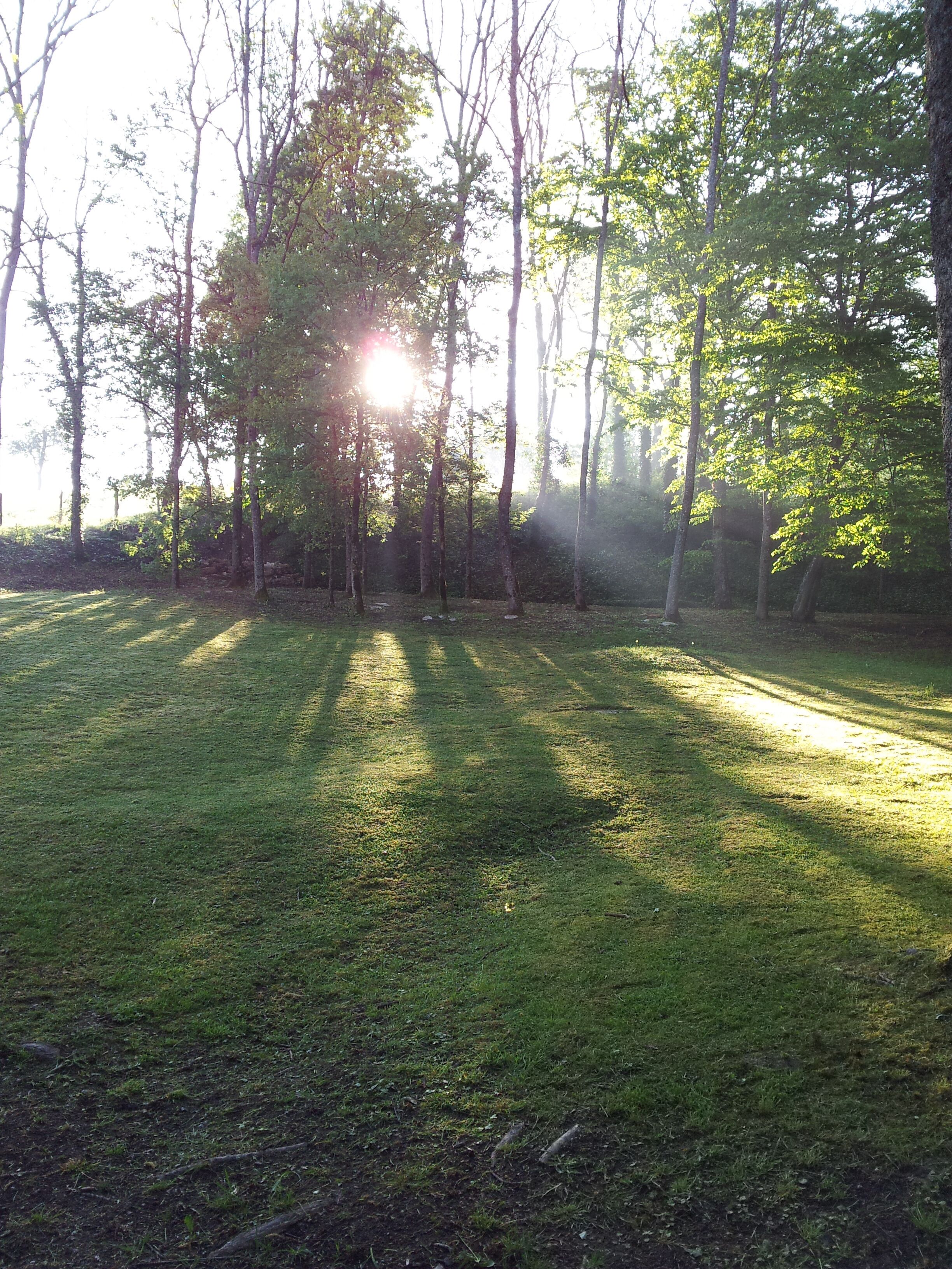 A grassy field with trees and sunlight filtering through.
