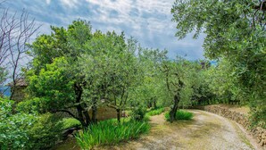 A gravel path winding through an olive grove with stone walls and lush greenery. - Lovely home in Buggiano with kitchen (Buggiano)