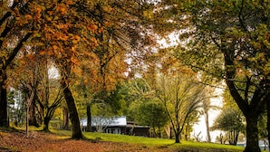 A park with trees, a grassy area, and a building in the background. - Top of the Otways - Nature Lodge (Barramunga)