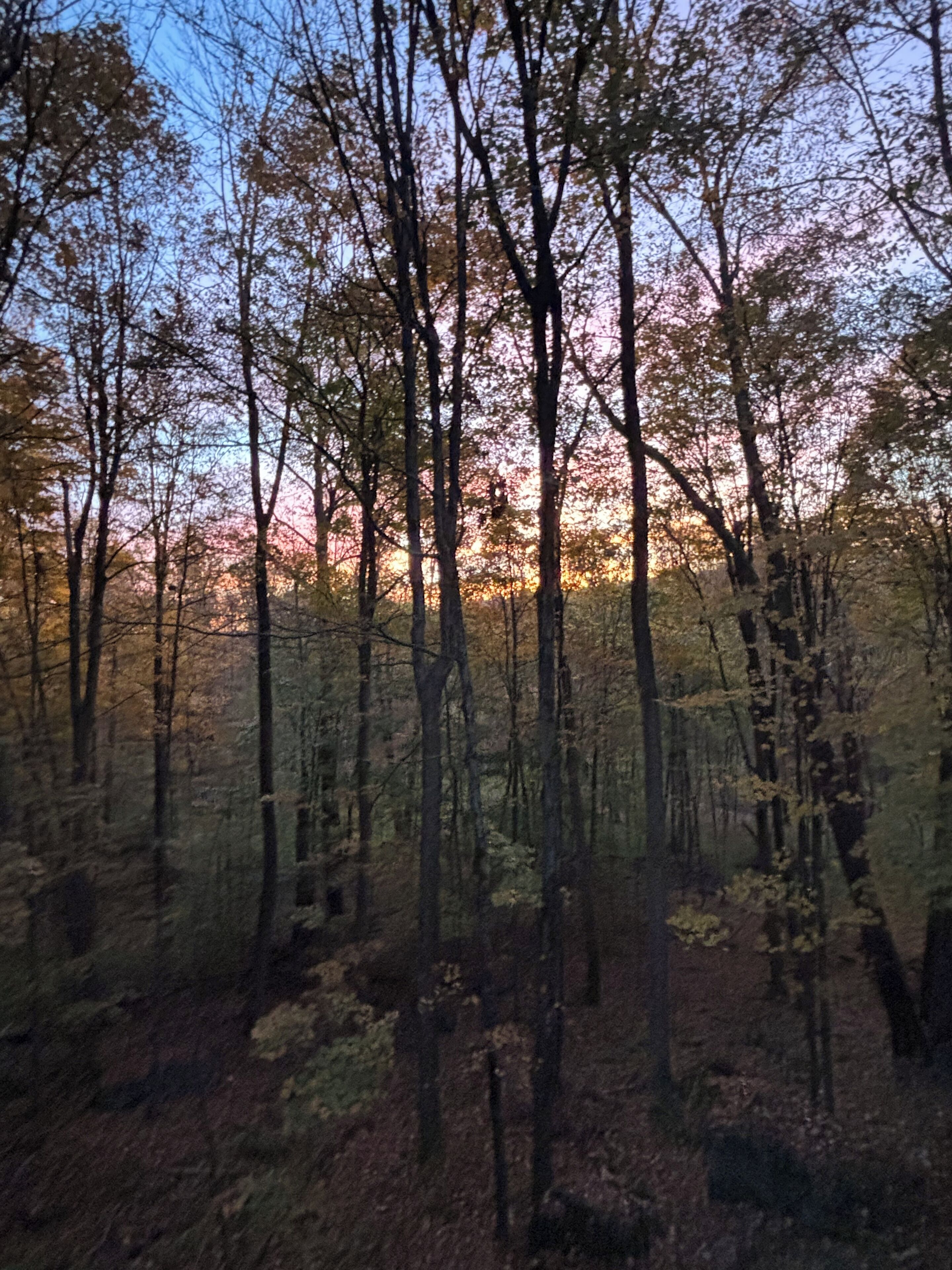 Ein dichter Wald mit hoch aufragenden Bäumen und blauem Himmel.