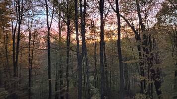Ein dichter Wald mit hoch aufragenden Bäumen und blauem Himmel.