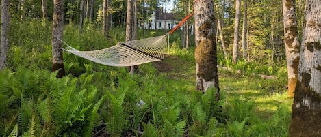 A hammock tied between trees in a forested area with logs and ferns on the ground.