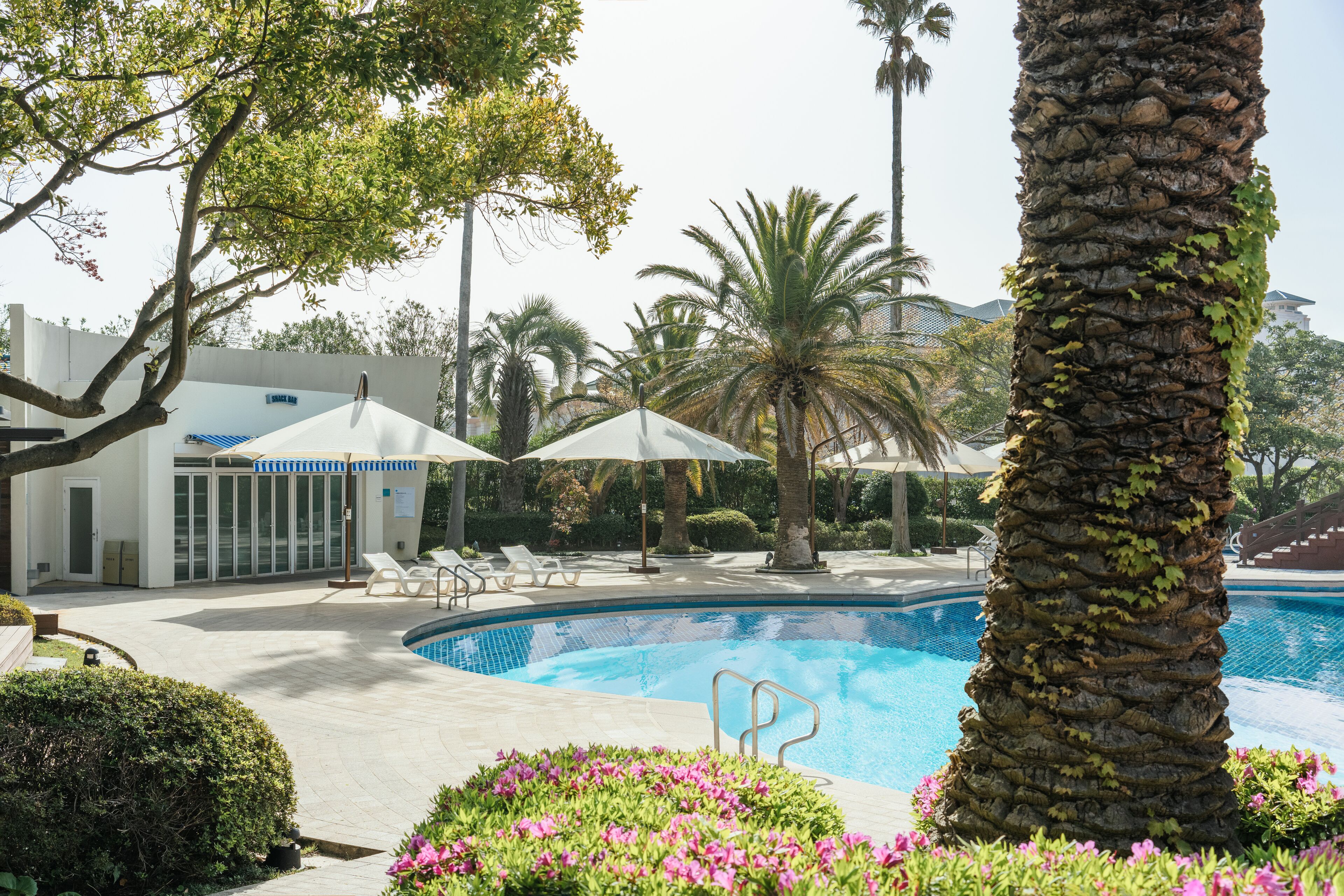 A swimming pool with lounge chairs and umbrellas, surrounded by palm trees and a building with glass doors.
