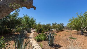 Un sentier de jardin bordé de plantes d’agave et d’arbres.