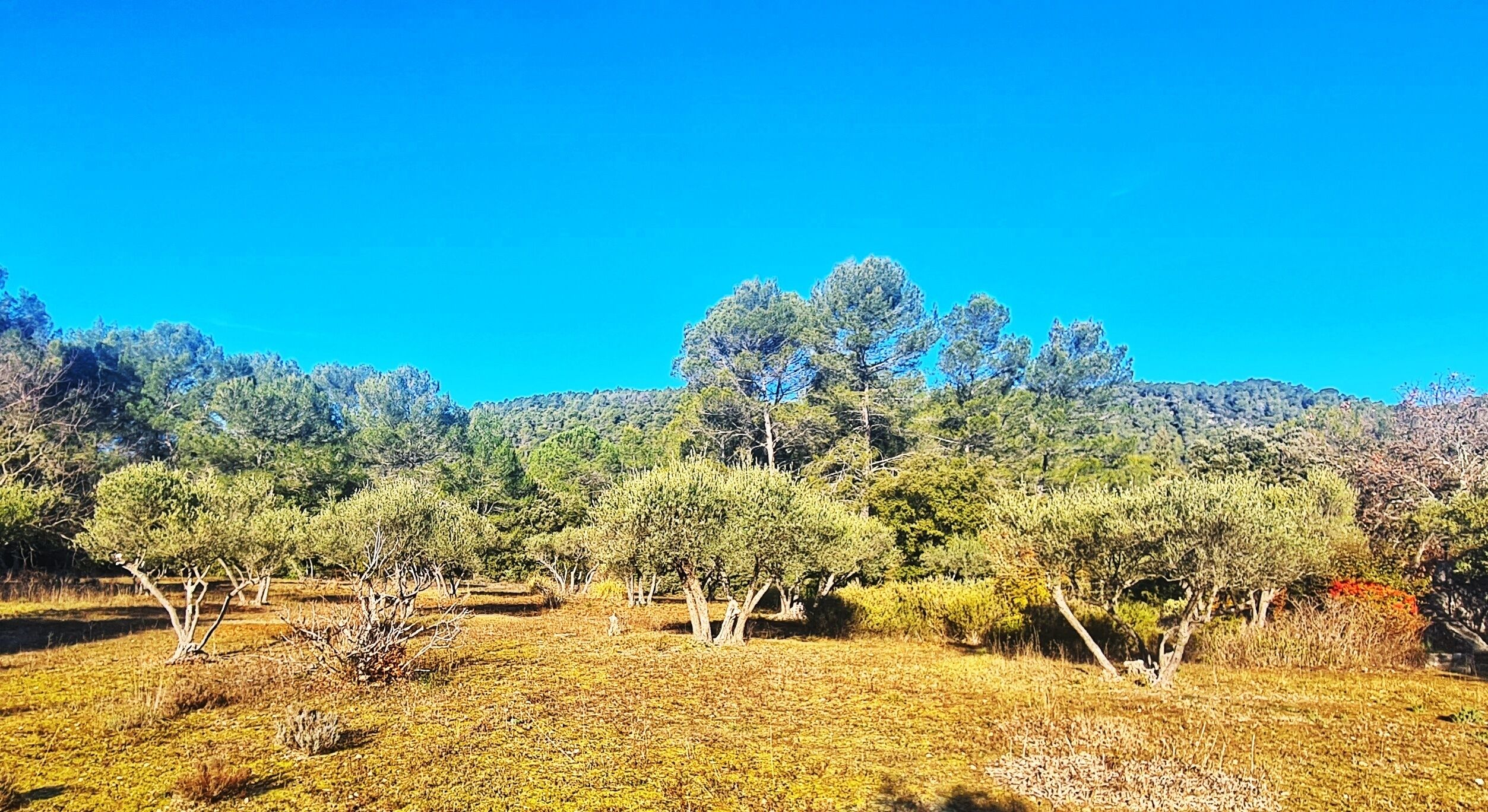 Le jardin