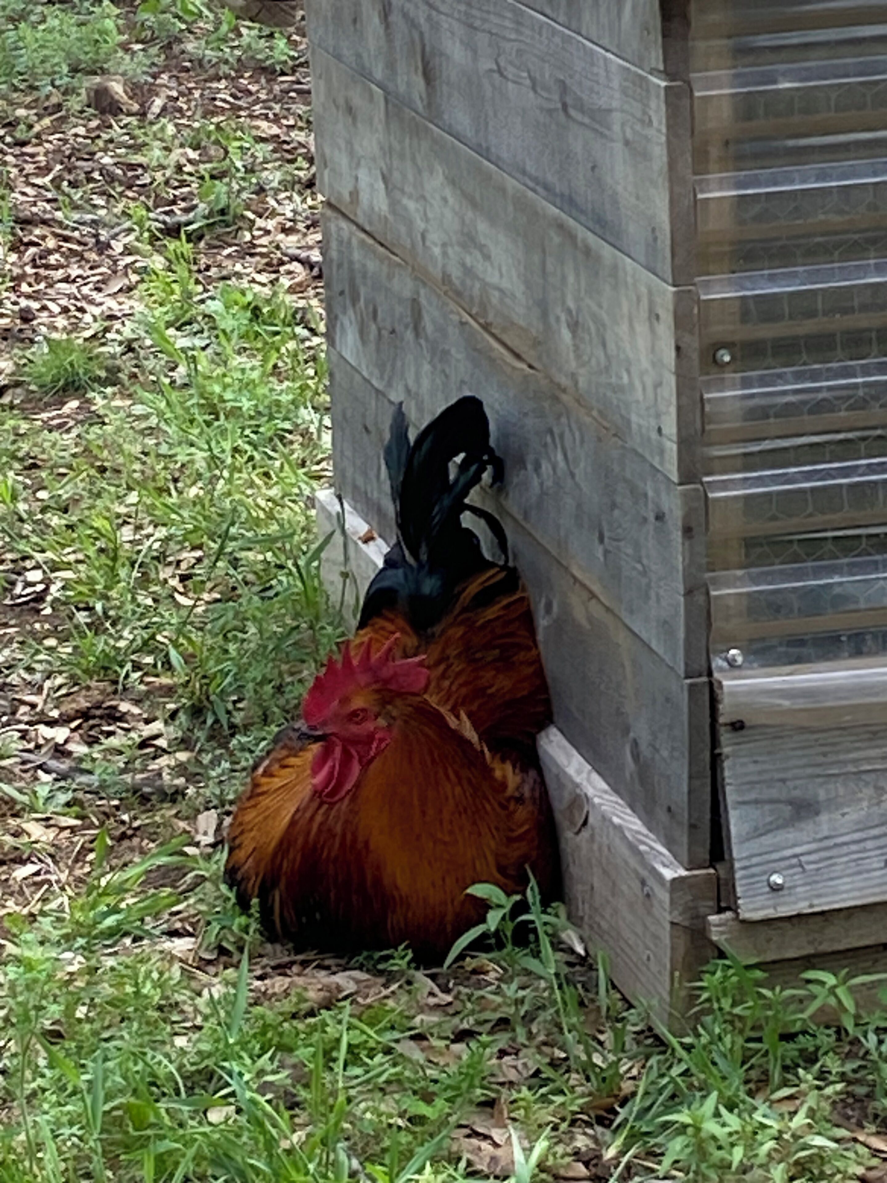 A rooster near a wooden structure with a sloped roof.