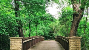 Un ponte in legno con pilastri in pietra, immerso in una fitta vegetazione verde.