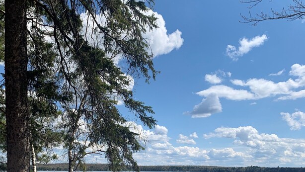 A lakeside view with birch trees, a metal fire pit, and a clear sky. - Cozy Lakefront Cabin Retreat: 3 Bedroom Cabin on South Twin Lake, Conover, WI (Conover)