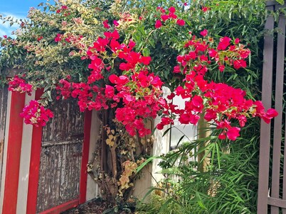 Secret Cottage