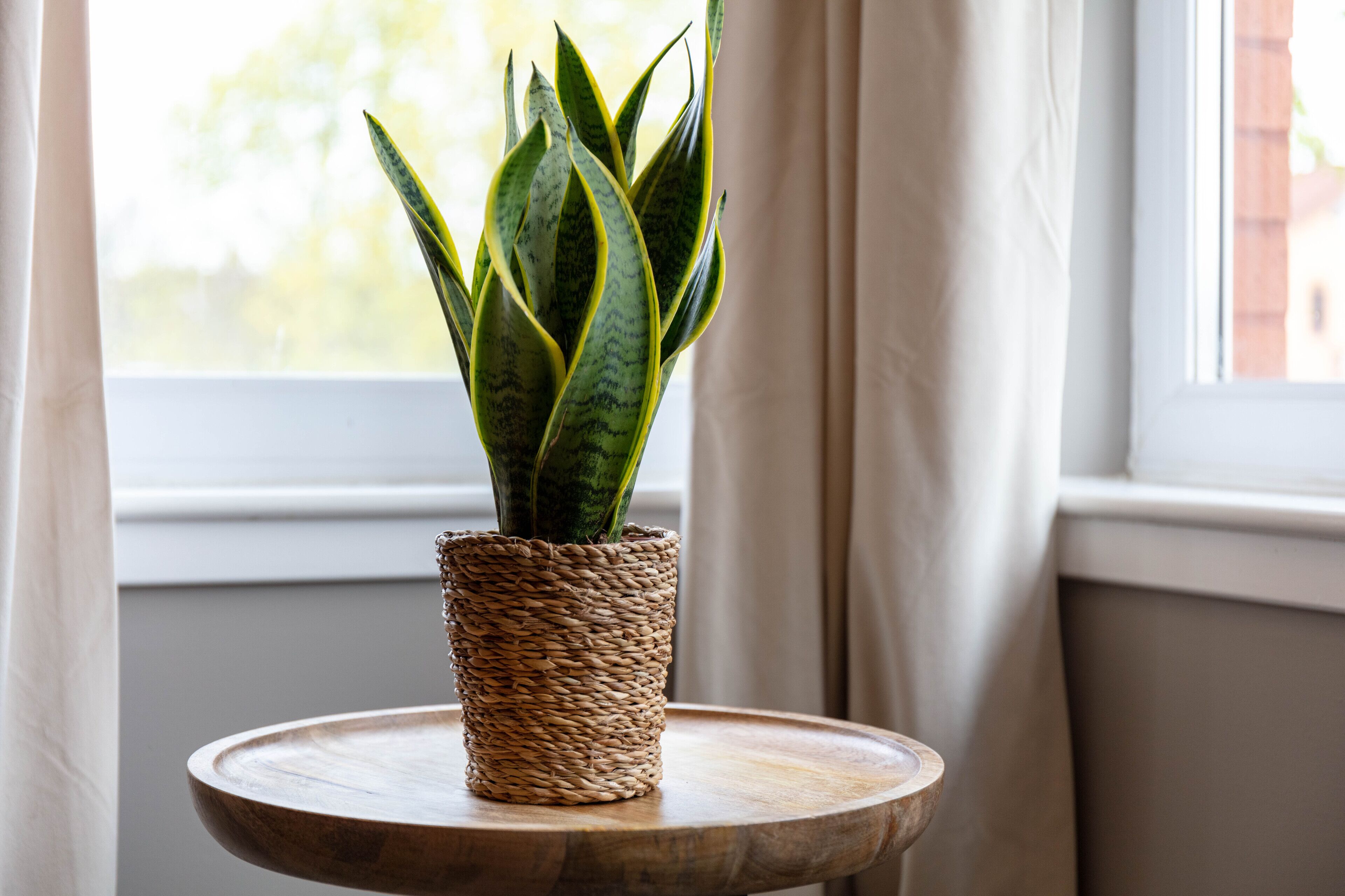 A potted plant on a wooden table near a window with curtains.