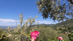 Un jardín con rosas rosadas en flor y vistas a un paisaje montañoso.