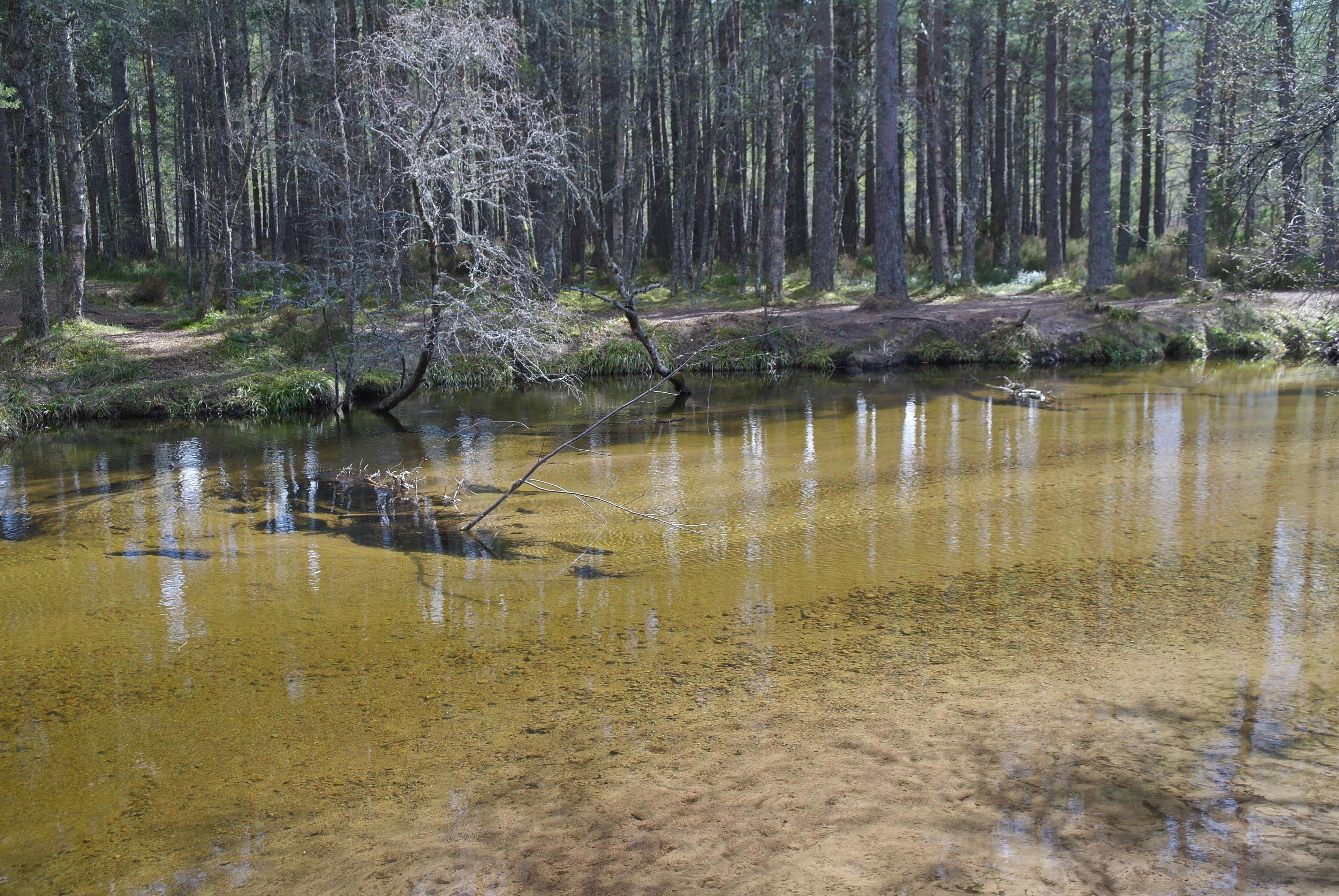 Un paisaje natural con un río, árboles y un tronco sumergido en el agua.