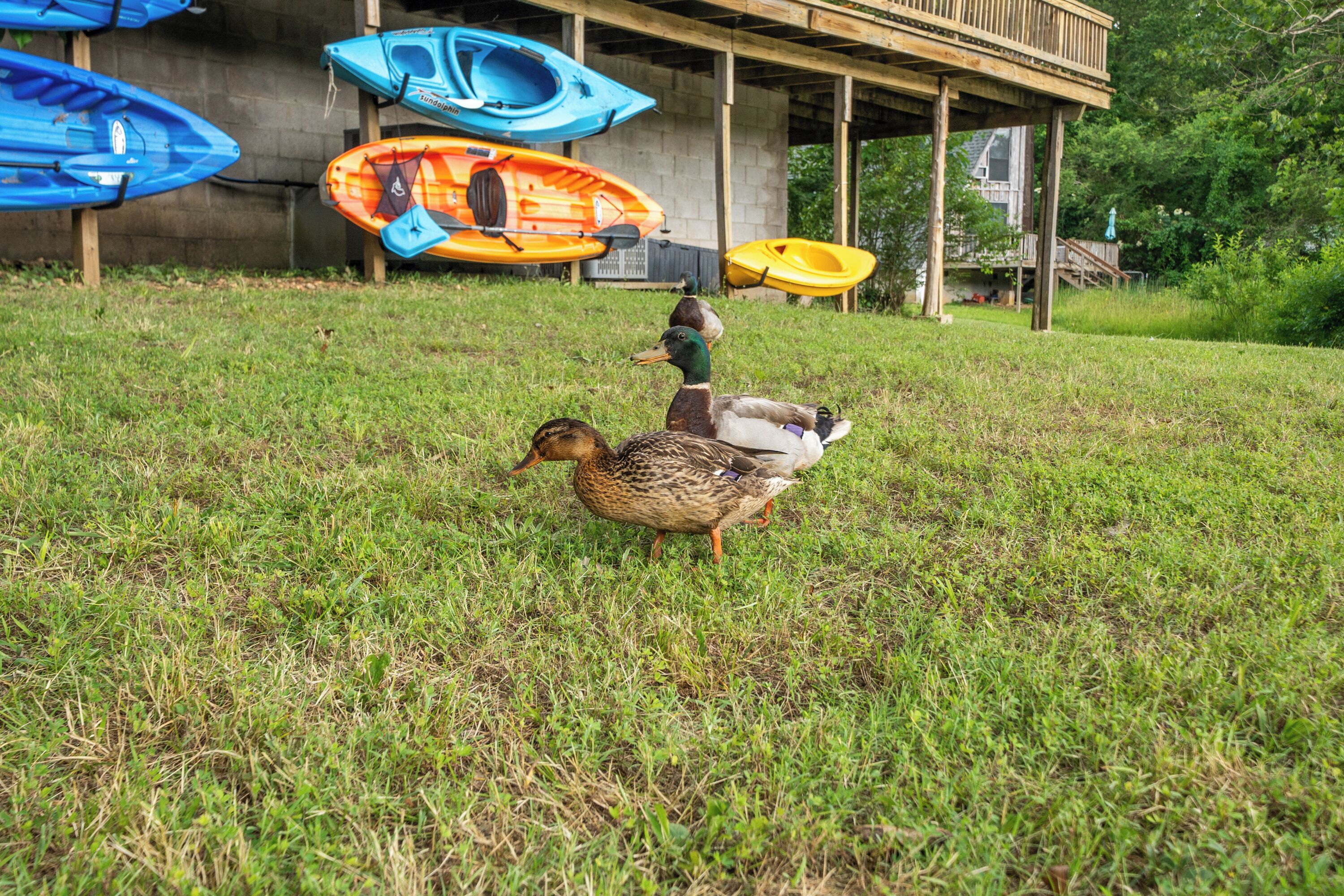 A duck walking on grass with kayaks in the background.