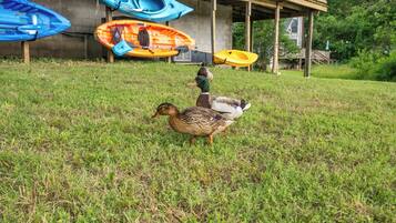 A duck walking on grass with kayaks in the background.