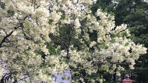 A residential area with a white picket fence, a well-maintained hedge, and a house with a visible roof. - Charming Cashiers Cottage with View of Chimney Rock Adjoining High Hampton (Cashiers)