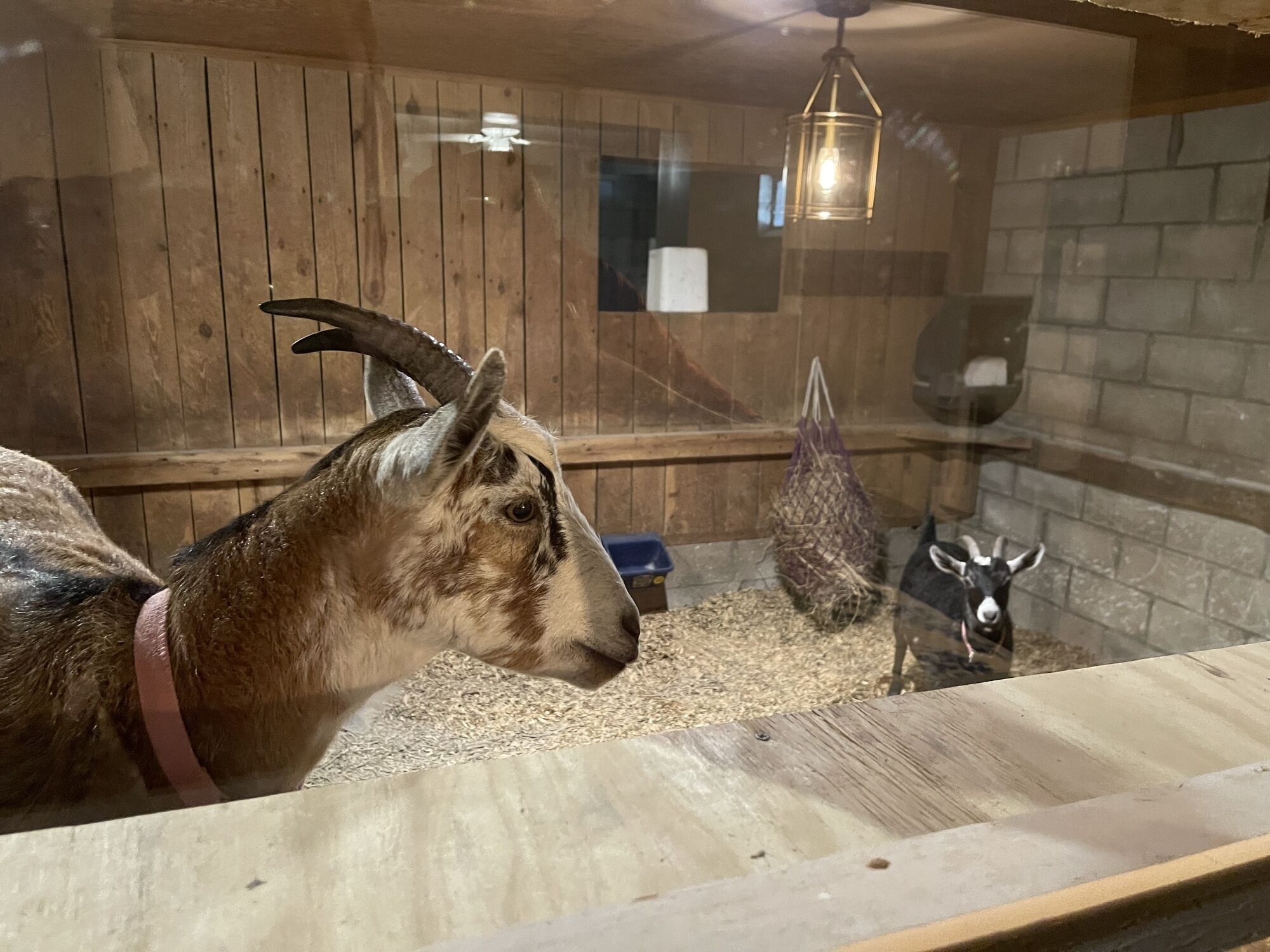 Kentucky Inn and Horse Farm. Stable Suite, with window looking into the Goat Stall in Berea, United States