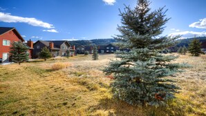 A residential area with houses, a grassy field, and a prominent evergreen tree.