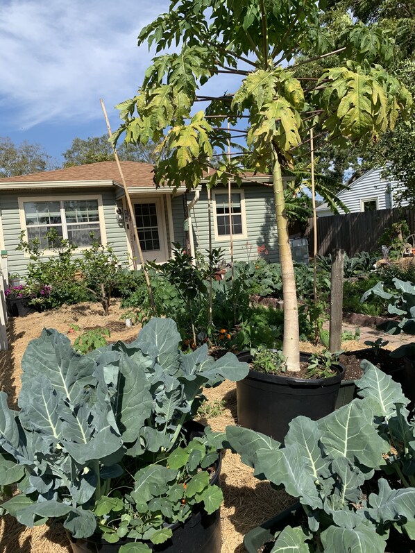 Exterior detail - Charming 2BR house with a Swimming Pool and a Garden. (St. Petersburg)