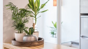 A wooden tray with three potted plants on a kitchen counter. - GuestReady - Sunny patio paradise in Porto (Porto)