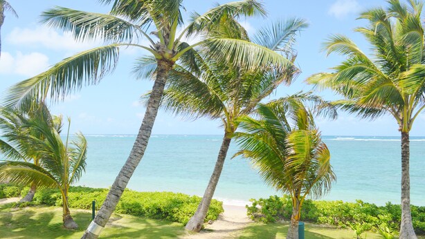 Une scène de plage tropicale avec des palmiers et une vue dégagée sur l’océan.