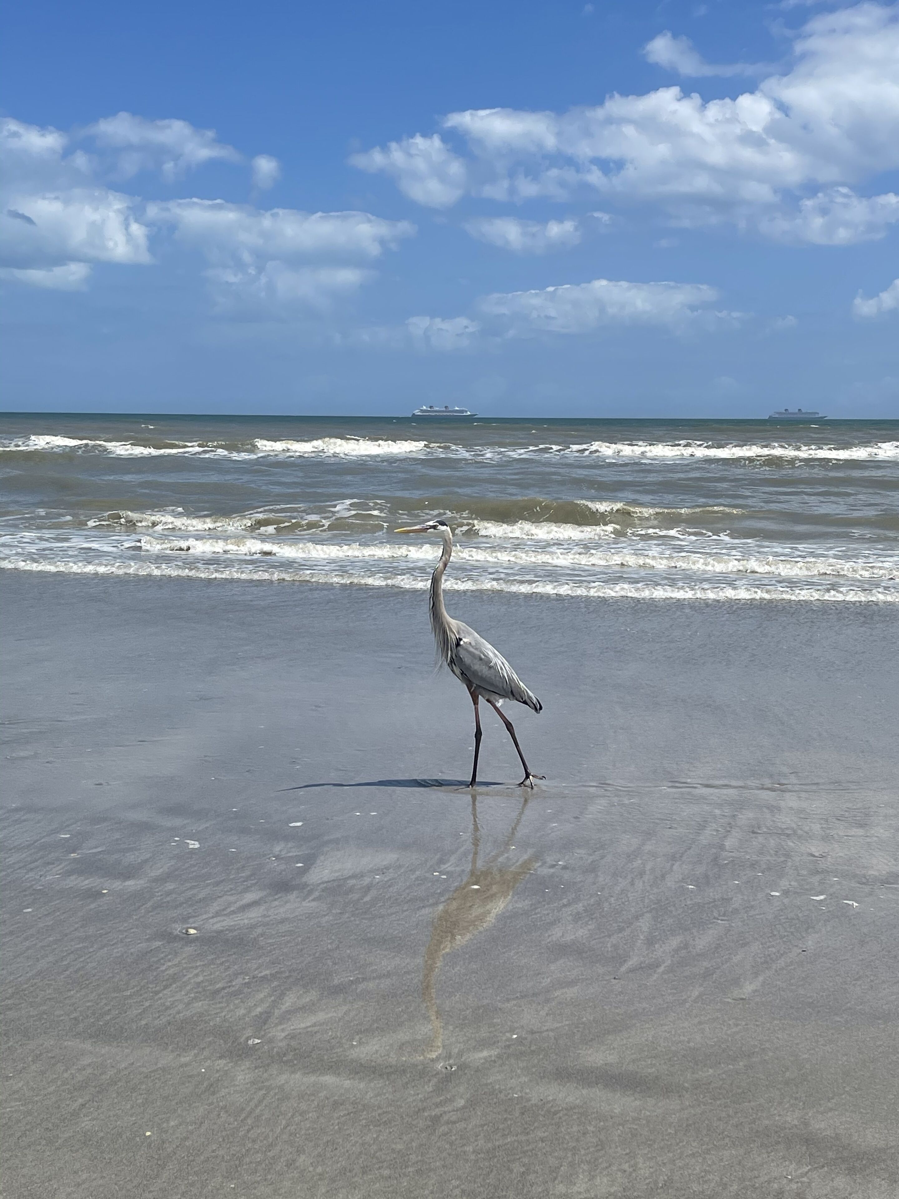 A beach with a bird standing on the sand and a ship in the distance.