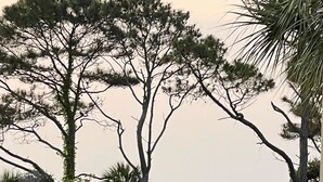 A view of a coastal area with trees and a body of water. - Ocean front condo with amazing ocean views! (Hilton Head Island)