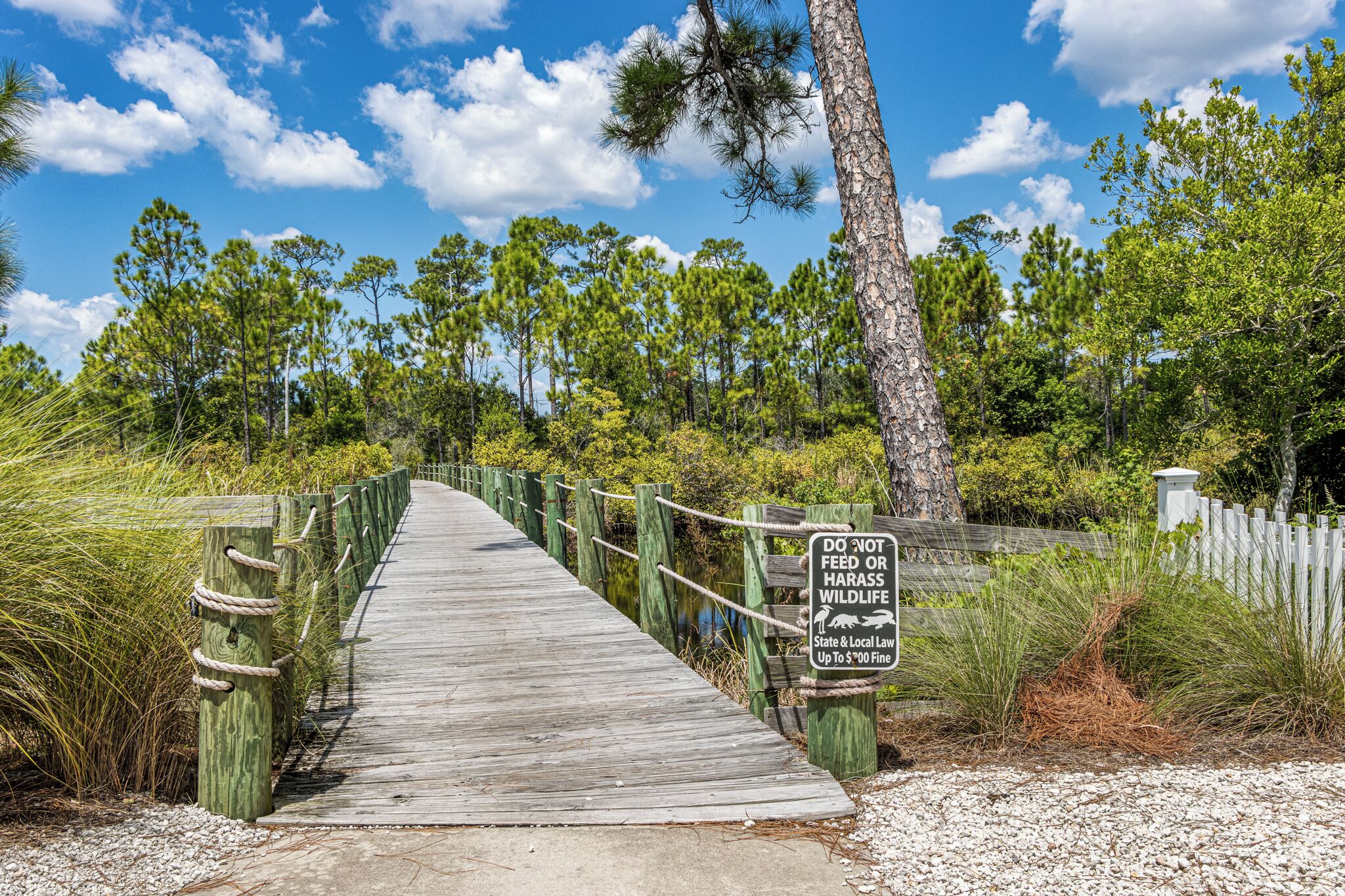 A wooden boardwalk leading through a forested area with a sign warning against feeding wildlife.