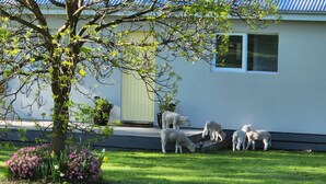 A house with a lawn and a tree. - Farm stay Guesthouse (Gnarwarre)