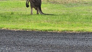 A kangaroo standing in a grassy area with a dirt road and trees in the background. - Farm stay Guesthouse (Gnarwarre)