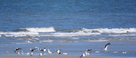 Plage à proximité, chaises longues, serviettes de plage